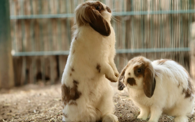 Rabbit reflection mirror fluxus flemish free wallpaper for desktop - medium preview image