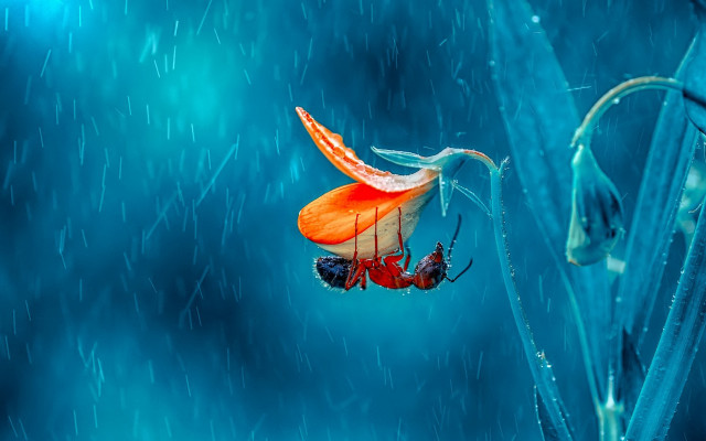 Red white flower blue rain free wallpaper for desktop - medium preview image