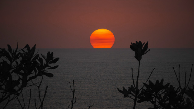 Sunset ocean orange sky trees free wallpaper for desktop - medium preview image