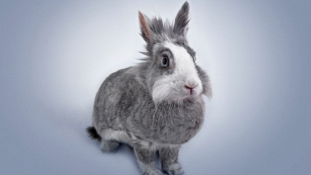 Gray white rabbit blue floor free wallpaper for desktop - medium preview image