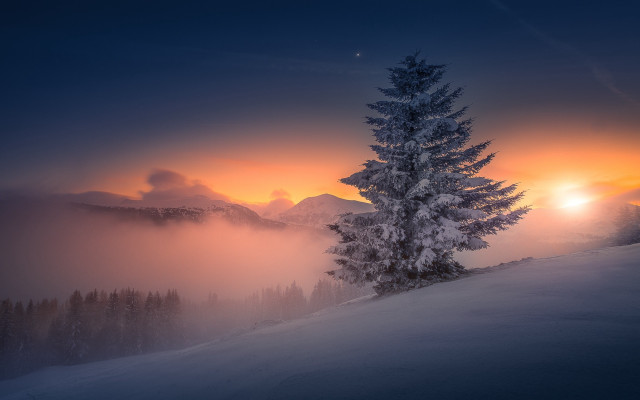 Lone tree snowy hill sunset free wallpaper for desktop - medium preview image