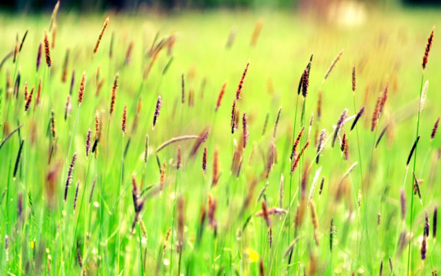 Field grass flower tiltshift sunset free wallpaper for desktop - medium preview image