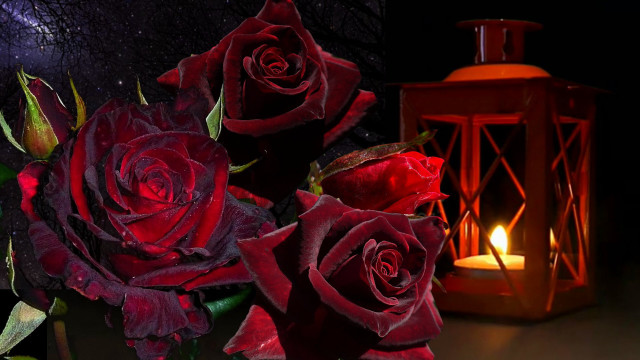 Candle roses lantern night stilllife free wallpaper for desktop - medium preview image