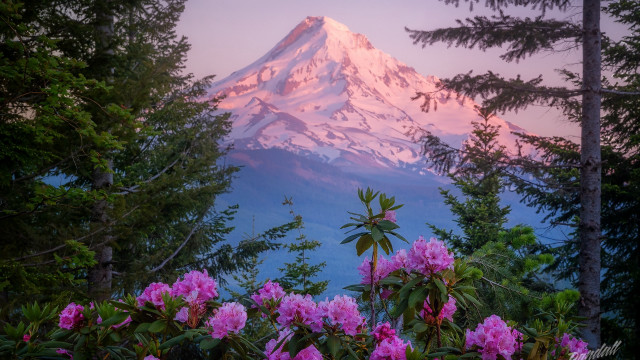 Mountain snow capped flowers bench free wallpaper for desktop - medium preview image