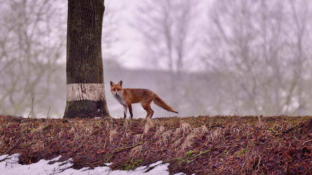 Fox tree snowy forest bird free wallpaper for desktop - medium preview image