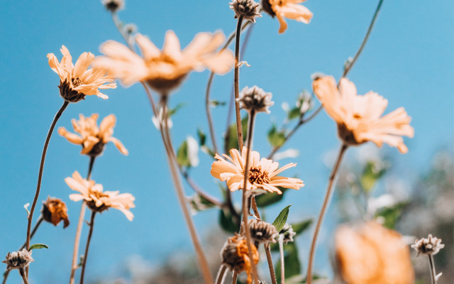 Flowers dirt grass blue sky free wallpaper for desktop - medium preview image