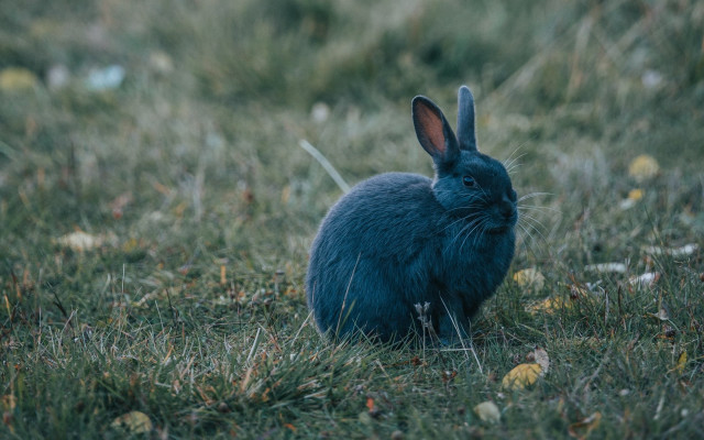 Blue rabbit grass background nature free wallpaper for desktop - medium preview image