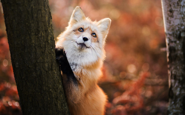 Fox peeking tree woods furry free wallpaper for desktop - medium preview image