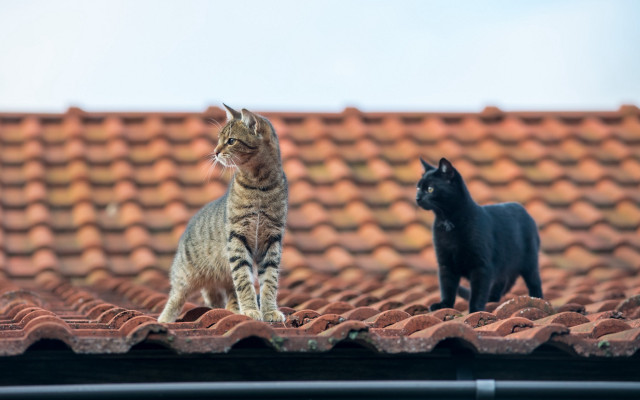 Cat black cat roof blue free wallpaper for desktop - medium preview image