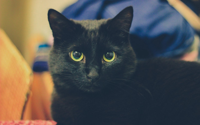 Black cat green eyes bed #2 free wallpaper for desktop - medium preview image