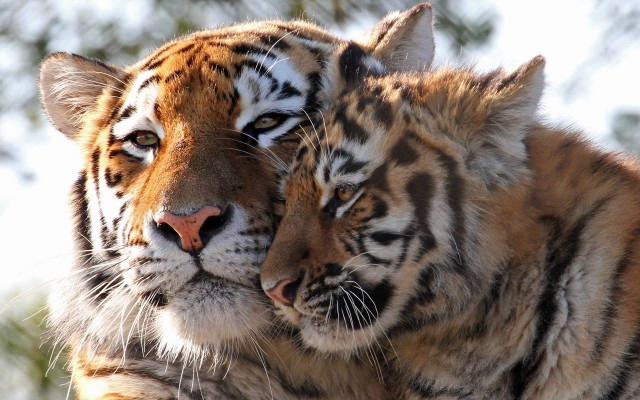 Tigers cuddling sunlight trees wildlife free wallpaper for desktop - medium preview image