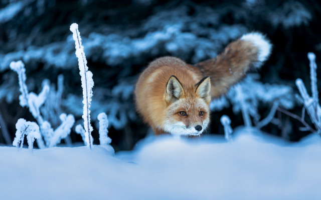 Fox snow tree bushes primitivism free wallpaper for desktop - medium preview image