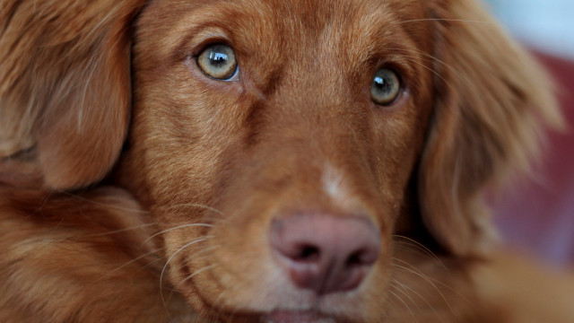 Sad dog blue eyes closeup free wallpaper for desktop - medium preview image