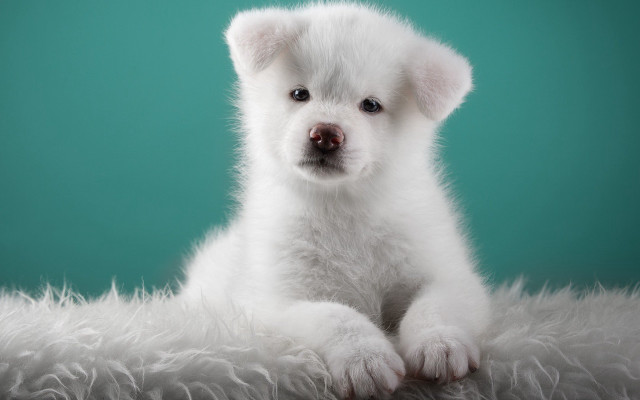 White puppy fluffy blanket sad free wallpaper for desktop - medium preview image