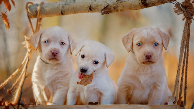 Three puppies swing woods sticks free wallpaper for desktop - medium preview image