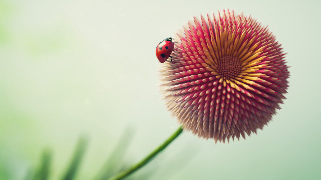 Ladybug pinkflower greenleaves macroart ecologicaloutdoors free wallpaper for desktop - medium preview image