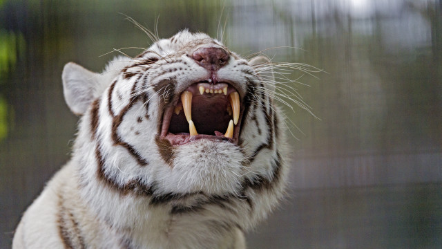 White tiger open mouth sharp free wallpaper for desktop - medium preview image