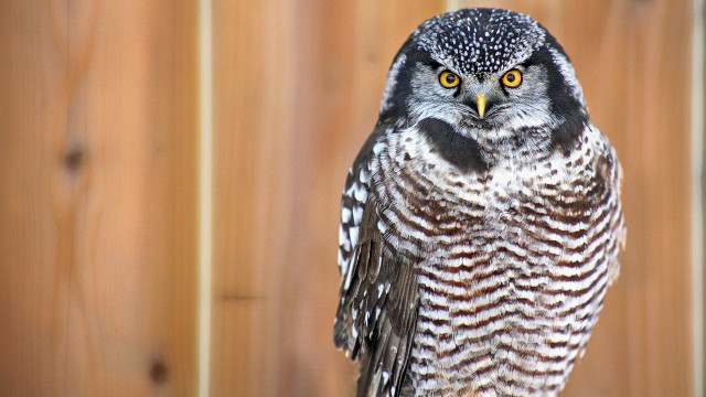 Bird fence closeup naturalism animal free wallpaper for desktop - medium preview image