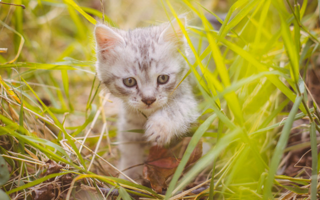 Kitten grass sad eye blur free wallpaper for desktop - medium preview image