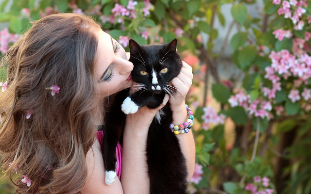 Woman holding cat smiling bokeh free wallpaper for desktop - medium preview image