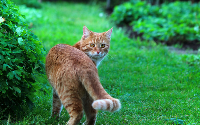 Cat grass bush glamor focus free wallpaper for desktop - medium preview image