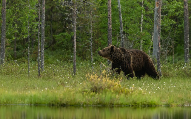Bear forest lake whiteflowers wildlife free wallpaper for desktop - medium preview image
