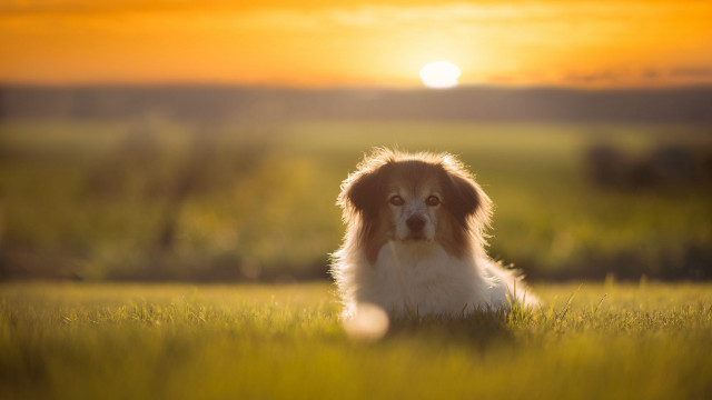 Dog field sunset sun blurry free wallpaper for desktop - medium preview image