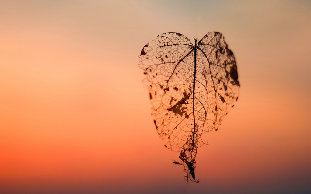 Heart plant stem sunset silhouette free wallpaper for desktop - medium preview image