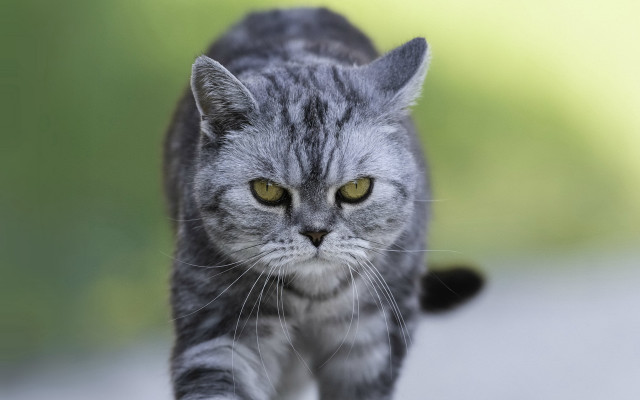 Black cat street green eye free wallpaper for desktop - medium preview image