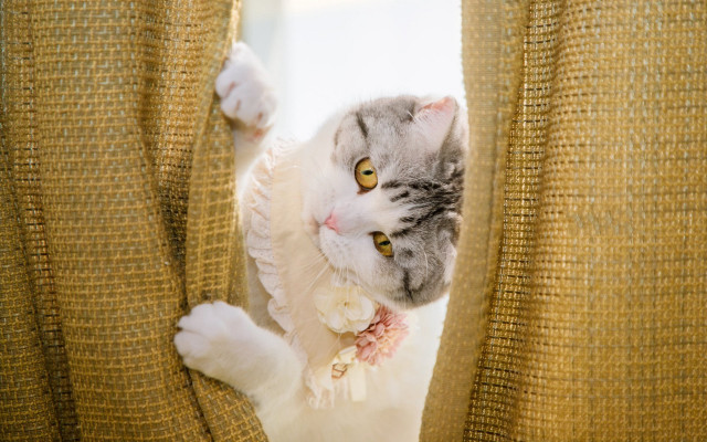 Kawaii cat peeking curtain blush free wallpaper for desktop - medium preview image
