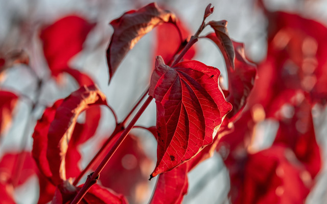 Red plant leaves sunlight blurry free wallpaper for desktop - medium preview image