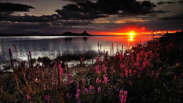 Sunset lake pink flowers dusk free wallpaper for desktop - medium preview image