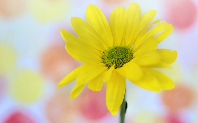 Yellow flower blurry background macro #3 free wallpaper for desktop - medium preview image