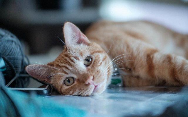 Cat yarn vanitas blurry shiba free wallpaper for desktop - medium preview image