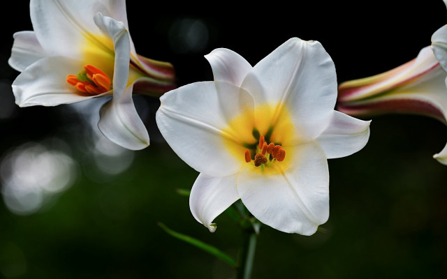 White flowers yellow centers green free wallpaper for desktop - medium preview image