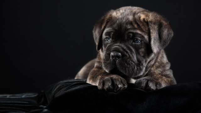 Puppy sad black blanket portrait free wallpaper for desktop - medium preview image