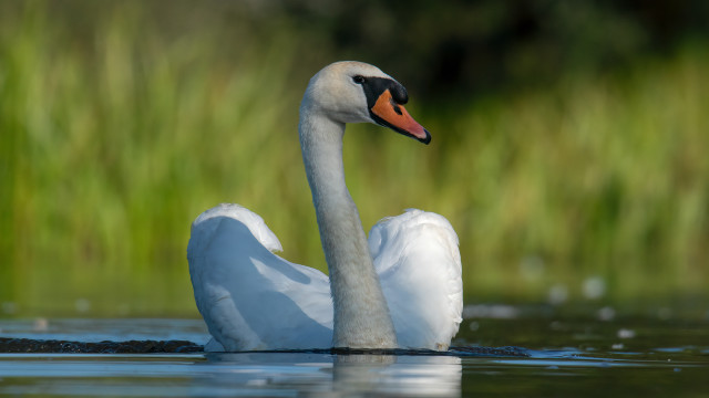 Swan swimming side neck nature free wallpaper for desktop - medium preview image