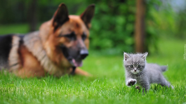Cat dog grass bokeh blurry free wallpaper for desktop - medium preview image