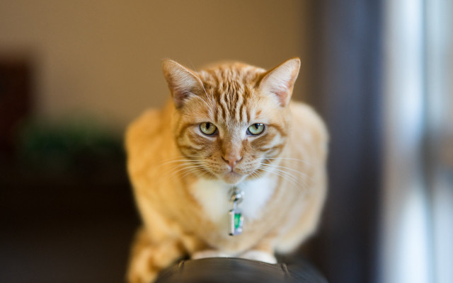 Cat black object green collar free wallpaper for desktop - medium preview image