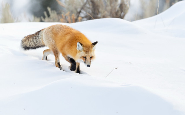 Fox snow winter wildlife primitivism free wallpaper for desktop - medium preview image