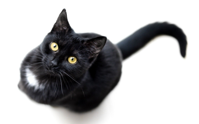 Black cat yellow eyes vanitas #4 free wallpaper for desktop - medium preview image