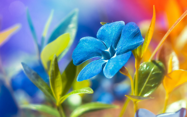 Blue flower green leaves vase free wallpaper for desktop - medium preview image