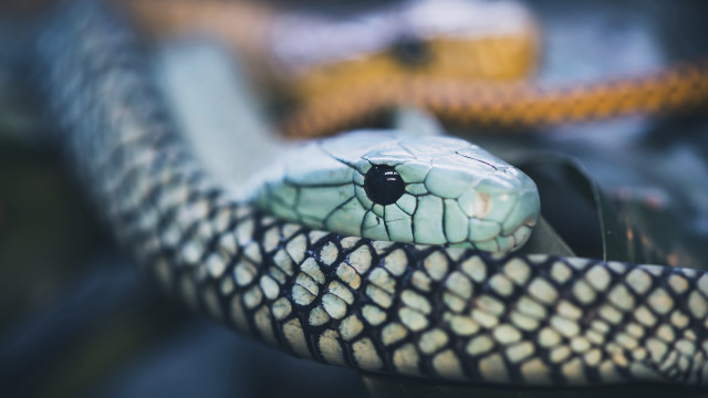 Snake parkingmeter blurrybackground macro photorealistic free wallpaper for desktop - medium preview image