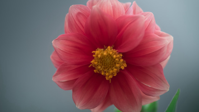 Pink flower green stem macro #3 free wallpaper for desktop - medium preview image