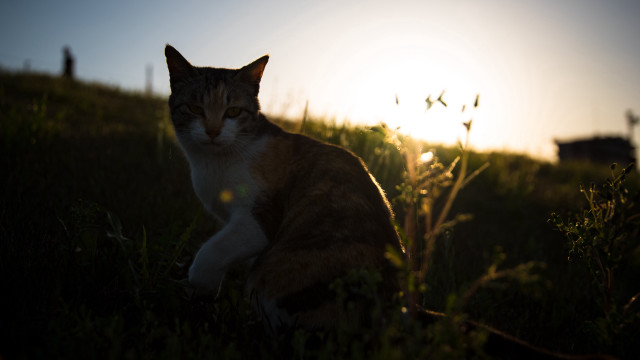Cat grass sunset building bokeh free wallpaper for desktop - medium preview image