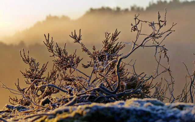 Bird perched snowy branch foggy free wallpaper for desktop - medium preview image