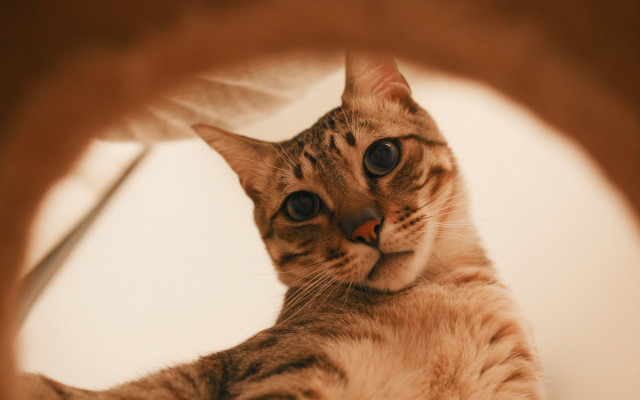 Cat mirror wide eyed paw free wallpaper for desktop - medium preview image