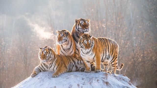 Three tigers snow covered hill free wallpaper for desktop - medium preview image