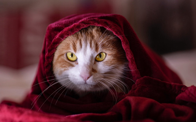 Cat surprised red blanket yellow free wallpaper for desktop - medium preview image