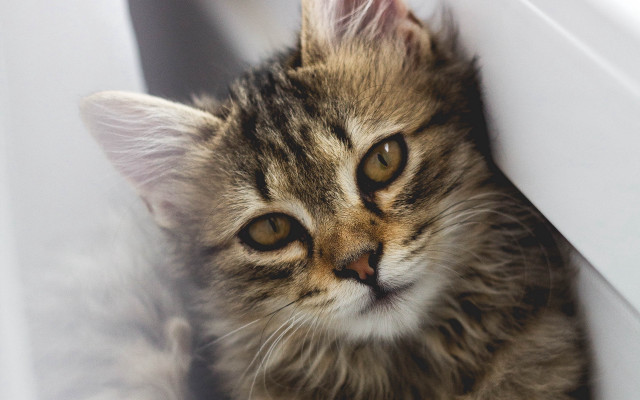 Cat window peeking animal photorealistic free wallpaper for desktop - medium preview image